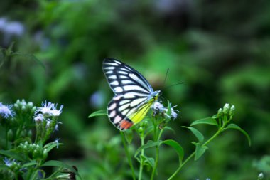  Delias Eucharis, yaygın Jezebel, bahar zamanı çiçek bitkilerinin üzerinde dinlenen orta büyüklükte bir kelebektir. 