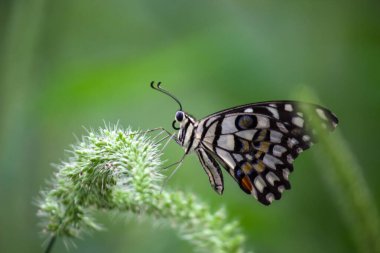 Papilio demoleus 'un Makro resmi yaygın bir limon kelebeği ve kırlangıç kuyruğudur. Aynı zamanda limon kelebeği olarak da bilinir. Bahar mevsiminde çiçek bitkilerinin üzerinde dinlenen kırlangıç kuyruğu.