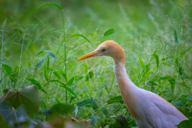  Bubulcus ibis ya da Heron (İngilizce: Bubulcus ibis veya Hermonly known as the Cattle Egret), balıkçılgiller (Felidae) familyasından tropiklerde, subtropik bölgelerde ve ılıman bölgelerde yaşayan bir balıkçıldır. Bubulcus, Bubulcus cinsinin tek üyesidir., 