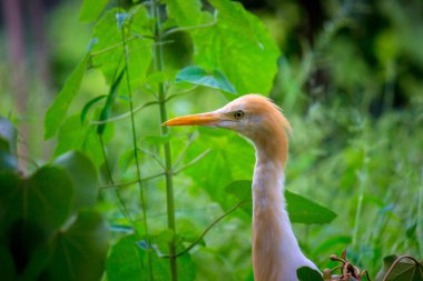  Bubulcus ibis ya da Heron (İngilizce: Bubulcus ibis veya Hermonly known as the Cattle Egret), balıkçılgiller (Felidae) familyasından tropiklerde, subtropik bölgelerde ve ılıman bölgelerde yaşayan bir balıkçıldır. Bubulcus, Bubulcus cinsinin tek üyesidir., 
