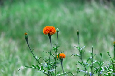 Tagetes, Asteraceae familyasından yıllık veya uzun ömürlü bir bitki cinsidir. İngilizcede kadife çiçeği olarak bilinen çeşitli bitki grupları arasındadırlar. Tagetes cinsi Carl Linnaeus tarafından 1753 yılında tanımlanmıştır..