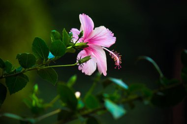 Malvaceae familyasından Hibiscus çiçeği. Hibiscus rosa-sinensis, bilinen adıyla Ayakkabı Çiçeği veya halk dilinde Çin amblemi, Çin gülü, Hawaii amblemi, gül gülü ve bahar aylarında çiçek açan ayakkabı siyahı bitki.