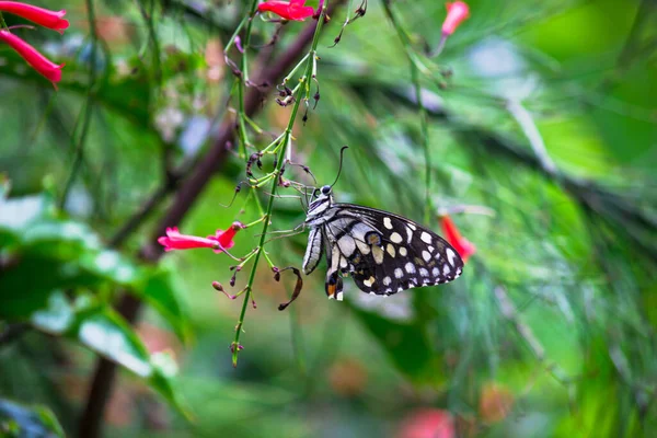 Makro Obrázek Papilio Demoleus Běžný Citrónový Motýl Široce Rozšířený Vlaštovčí — Stock fotografie