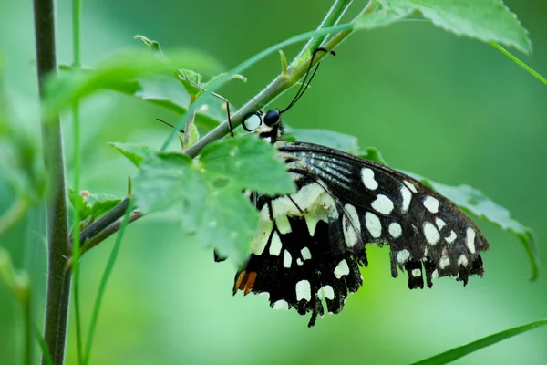 Imagen Macro Papilio Demoleus Una Mariposa Común Lima Cola Golondrina —  Fotos de Stock