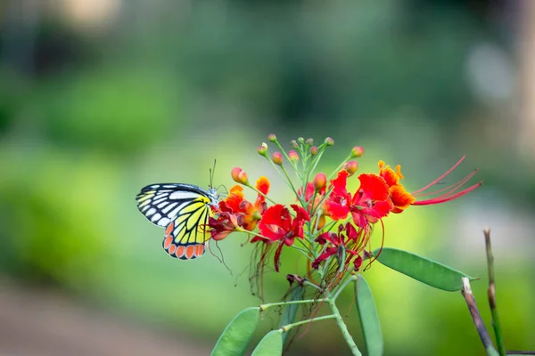Delias Eucharis Běžná Jezebel Středně Velký Piercing Motýl Odpočívající Květinách — Stock fotografie