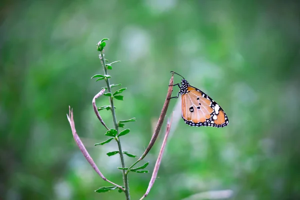 Danaus Chrysippus Een Vlinder Uit Onderfamilie Satyrinae Van Familie Nymphalidae — Stockfoto