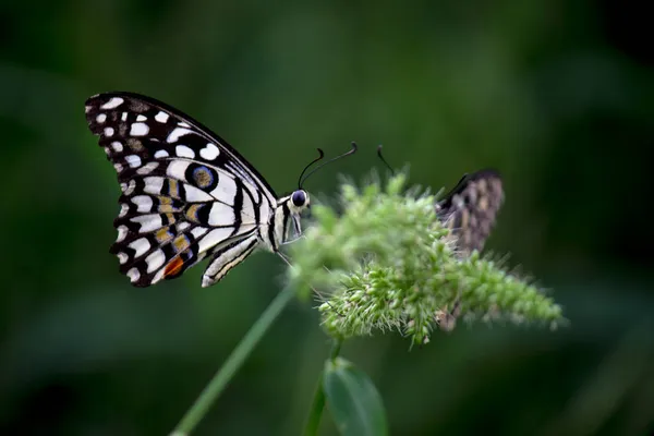 Macro Image Papilio Demoleus Est Papillon Commun Tilleul Hirondelle Répandue — Photo