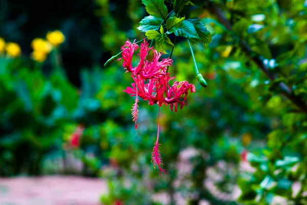 Hibiscus Blomma Malvfamiljen Malvaceae Hibiscus Rosa Sinensis Känd Som Skoblomma — Stockfoto