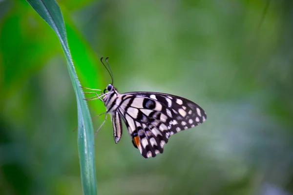 Makro Obrázek Papilio Demoleus Běžný Citrónový Motýl Široce Rozšířený Vlaštovčí — Stock fotografie