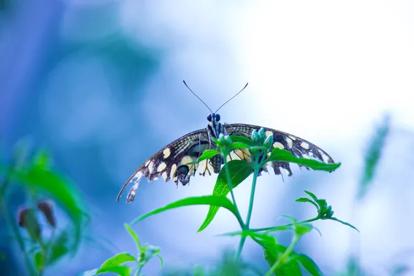 Macro Image Papilio Demoleus Est Papillon Commun Tilleul Hirondelle Répandue — Photo