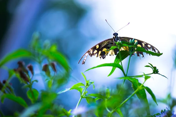 Papilio Demoleus Makro Resmi Yaygın Bir Limon Kelebeği Kırlangıç Kuyruğudur — Stok fotoğraf