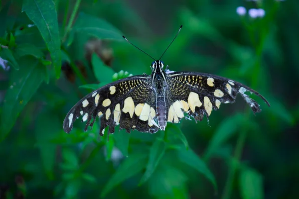 Macro Picture Papilio Demoleus Common Lime Butterfly Widespread Swallowtail Also — Stock Photo, Image