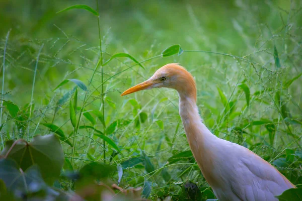 Bubulcus Ibis Heron Commonly Know Cattle Egret Una Especie Cosmopolita —  Fotos de Stock