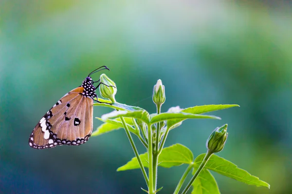 Danaus Chrysippus También Conocido Como Tigre Llano Reina Africana Monarca —  Fotos de Stock