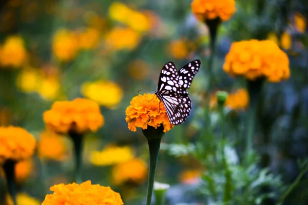 蓝色斑斑的米草蝴蝶或蒲公英蝴蝶或米草蝴蝶在自然环境 宏观拍摄 蝴蝶花园中以花卉为食 — 图库照片