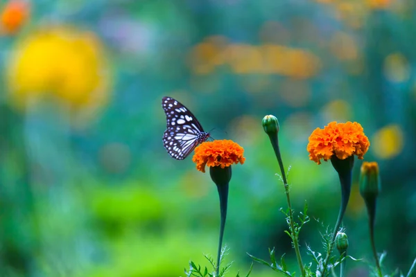 Mariposa Danaina Mariposa Algodoncillo Azul Que Alimenta Las Plantas Flores — Foto de Stock