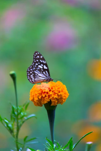 Kék Foltos Tejelő Pillangó Vagy Danainae Vagy Tejelő Pillangó Táplálkozás — Stock Fotó