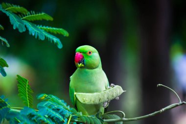Şirin bir Gül Halkalı Papağan portresi ya da ağacın tepesinde oturan Yeşil Papağan olarak da bilinir.