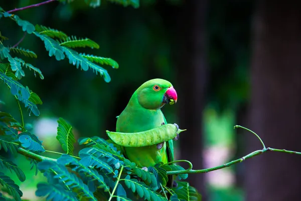 Portrait Cute Rose Ringed Parakeet Also Known Green Parrot Sitting — Stock Photo, Image