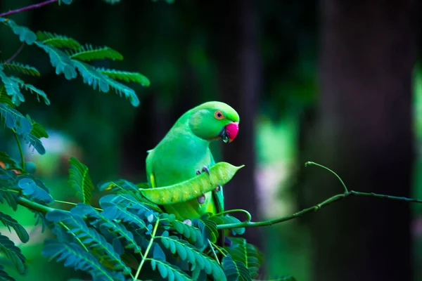 Retrato Lindo Periquito Anillado Rosa También Conocido Como Loro Verde — Foto de Stock