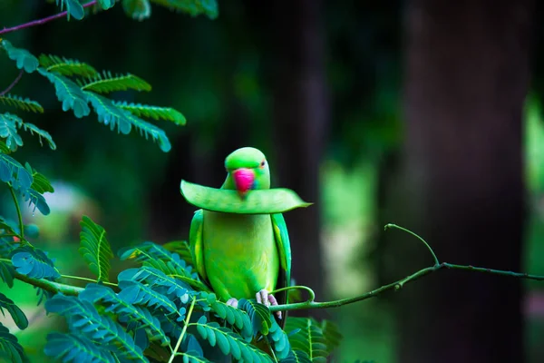 Portrait Cute Rose Ringed Parakeet Also Known Green Parrot Sitting — Stock Photo, Image