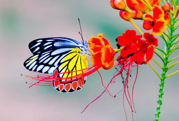 Borboleta Jezebel Delias Eucharis Descansando Sobre Planta Flor Royal Poinciana — Fotografia de Stock