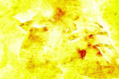 Grafik tasarımınız için renkli arkaplan şablonu kopyalama alanı olan resim ya da metin ekle 