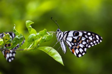 Papilio Kelebeği ya da Kelebek Kelebeği Fl 'de dinleniyor.