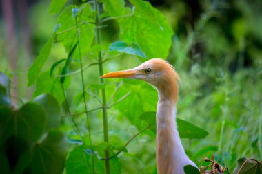 Bubulcus ibis ya da Heron ya da yaygın olarak bilinen adıyla Egret in I