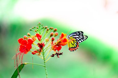 Kraliyet Noktası üzerinde dinlenen Jezebel Kelebeği (Delias Eucharis)