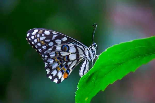 Papilio Pillangó Vagy Common Lime Pillangó Pihen — Stock Fotó