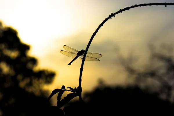 蜻蜓停在植物茎上 背景为天空 — 图库照片