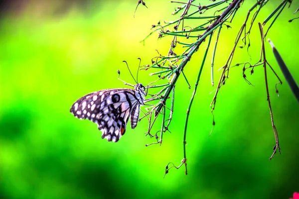 Papilio Borboleta Common Lime Butterfly Descansando Sobre — Fotografia de Stock