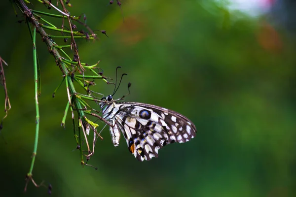 Παπίλιο Πεταλούδα Κοινή Πεταλούδα Ασβέστη Στηρίζεται Στο — Φωτογραφία Αρχείου