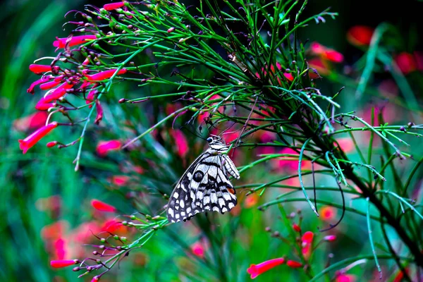 Papilio Borboleta Common Lime Butterfly Descansando Sobre — Fotografia de Stock