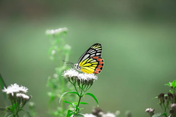 Jezebel Papillon Visiter Les Plantes Fleurs Pour Nectar Pendant Germination — Photo