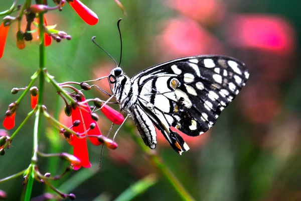 パフィリオ蝶または一般的なライム蝶が花の上に休んで — ストック写真