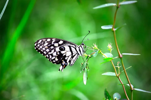 Papilio Fjäril Eller Den Gemensamma Lime Fjäril Vilar — Stockfoto