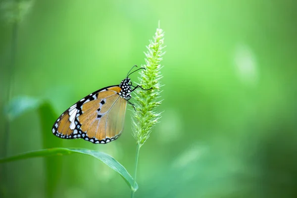 Tigre Uni Danaus Chrysippus Papillon Visitant Les Fleurs Natu — Photo