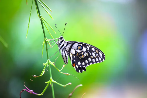 Papilio Fjäril Eller Den Gemensamma Lime Fjäril Vilar — Stockfoto