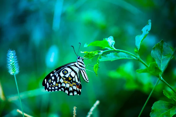 Papilio Borboleta Common Lime Butterfly Descansando Sobre — Fotografia de Stock