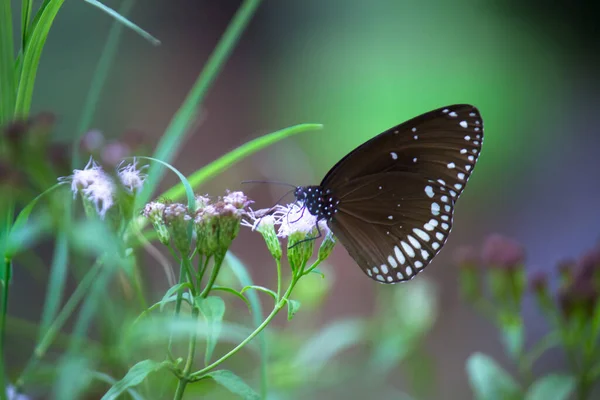 Euploea Çekirdeği Çiçek Bitkilerinin Üzerinde Dinlenen Sıradan Karga Dur — Stok fotoğraf