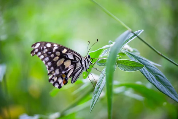 Метелик Папіліо Або Звичайний Метелик Лайма Відпочиває — стокове фото