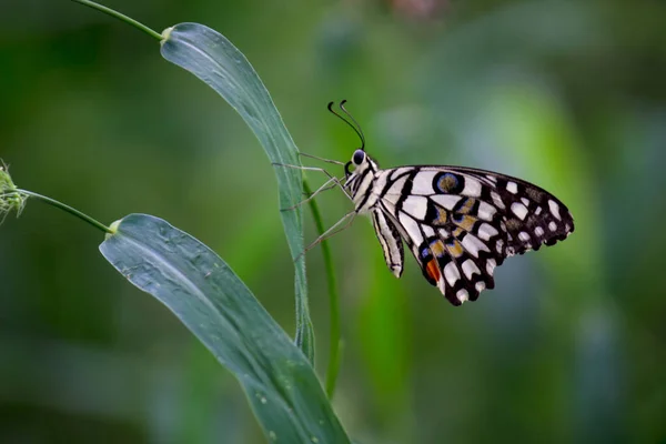 Papilio Motyl Lub Zwykły Motyl Wapienny Spoczywa — Zdjęcie stockowe