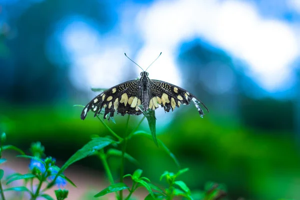 Papilio Borboleta Common Lime Butterfly Descansando Sobre — Fotografia de Stock