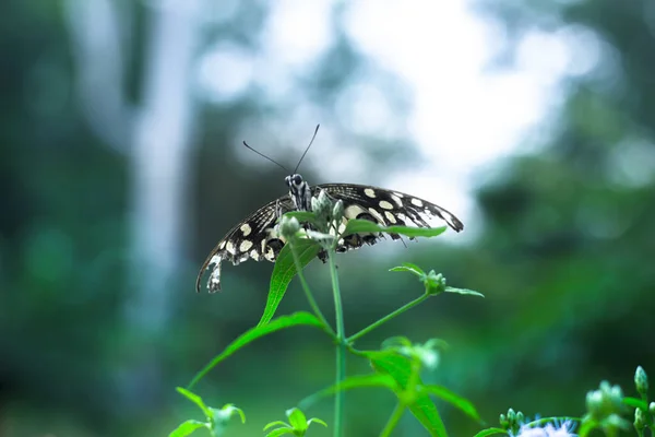Метелик Папіліо Або Звичайний Метелик Лайма Відпочиває — стокове фото