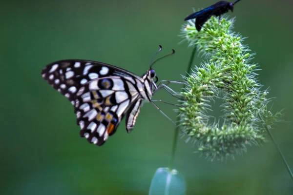 Papilio Schmetterling Oder Der Gemeine Schmetterling — Stockfoto