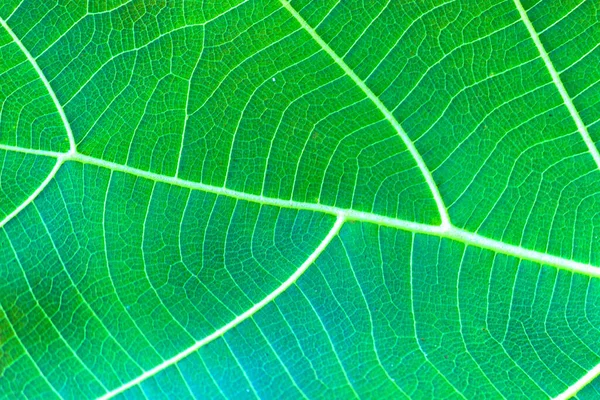 Świeży Zielony Liść Banyan Pokazujący Szczegóły Refleksji — Zdjęcie stockowe