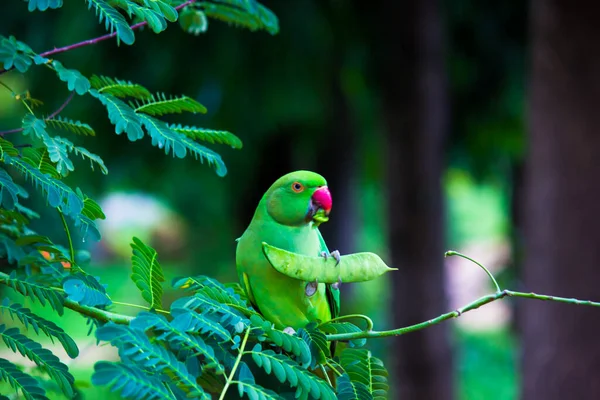 Πορτρέτο Ενός Χαριτωμένο Rose Ringed Parakeet Κάθεται Στην Κορυφή Του — Φωτογραφία Αρχείου