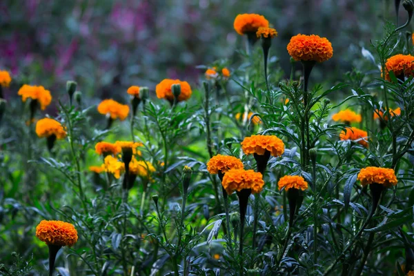 Fleurs Souci Jaune Orange Tagetes Fleurs Parmi Les Othe — Photo